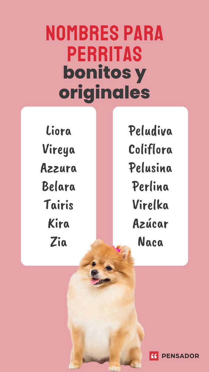 perritas bonitos