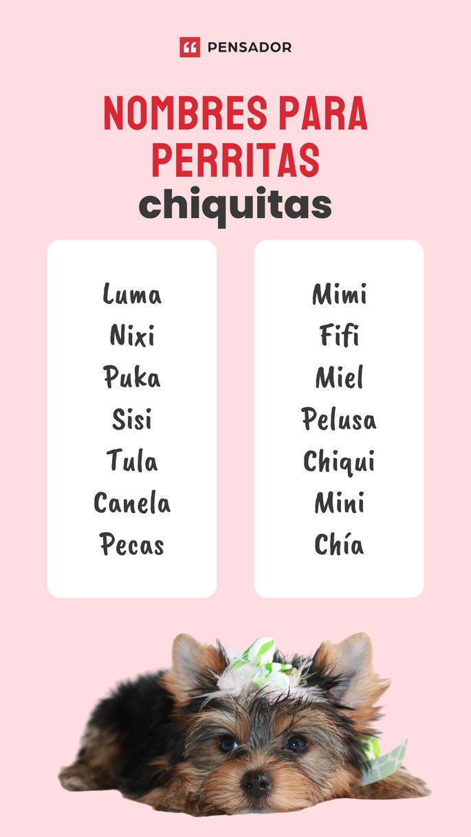perritas chiquitas