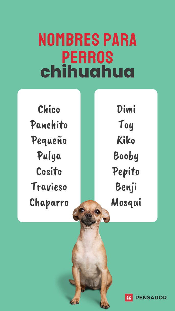 perros chihuahua