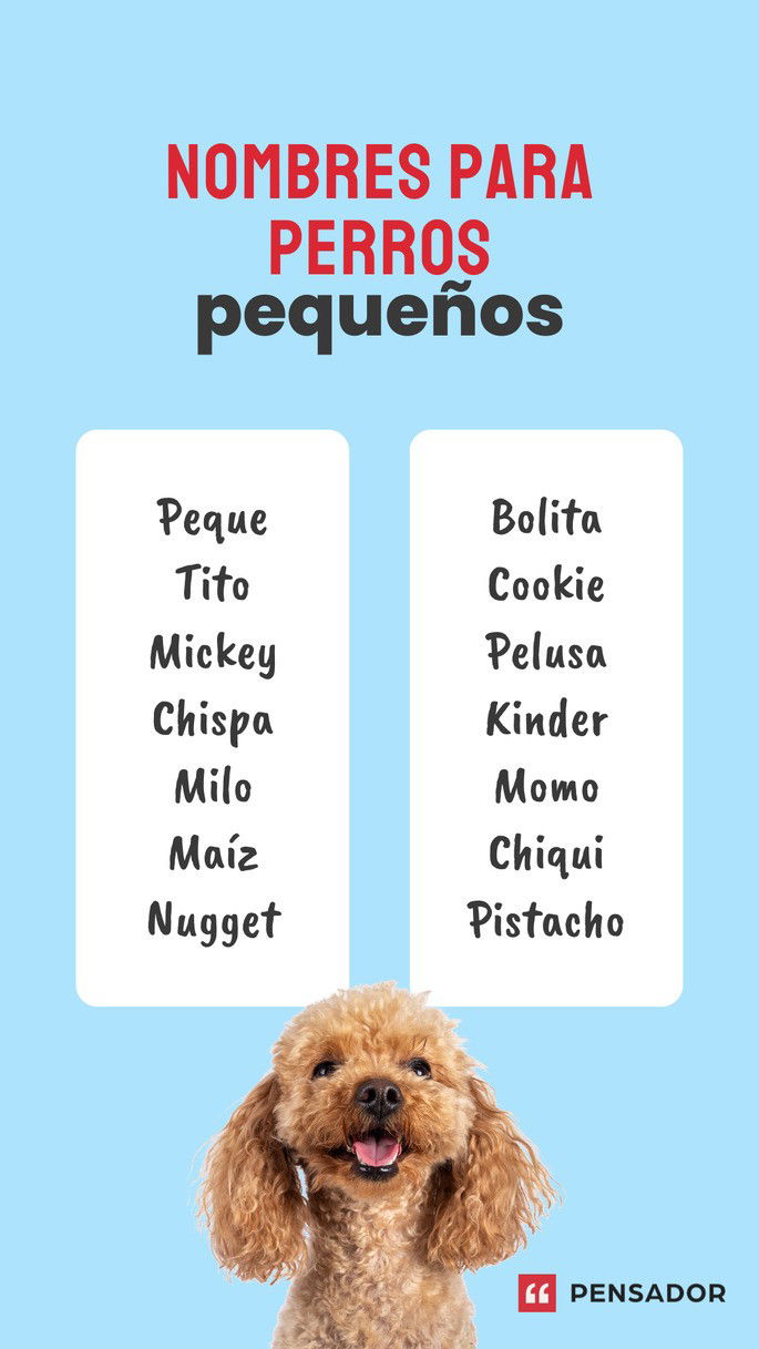 perros pequeños