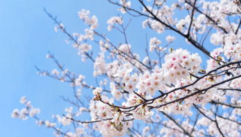 16 poemas de primavera que despiertan emociones