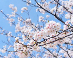 16 poemas de primavera que despiertan emociones