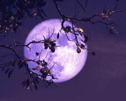 61 mensajes preciosos de buenas noches originales