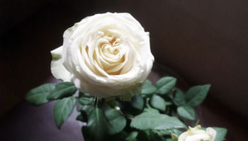 Pronta resignación: frases de consuelo para superar la pérdida