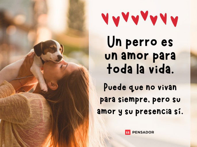 Un perro es un amor para toda la vida. Puede que no vivan para siempre, pero su amor y su presencia sí.