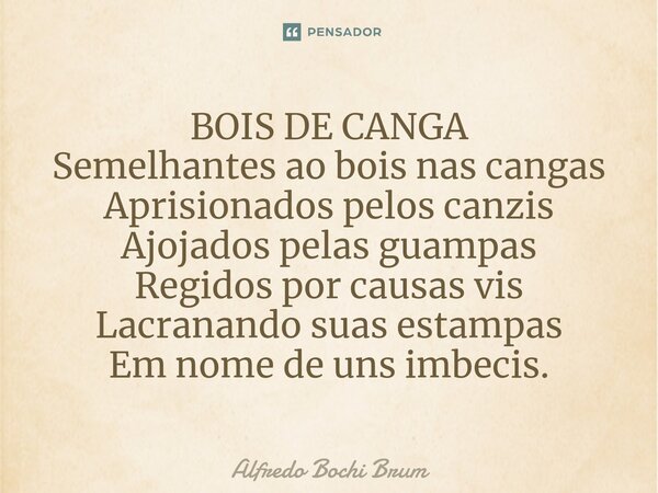 ⁠BOIS DE CANGA Semelhantes ao bois nas cangas Aprisionados pelos canzis Ajojados pelas guampas Regidos por causas vis Lacranando suas estampas Em nome de uns im... Frase de Alfredo Bochi Brum.