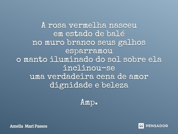 ⁠A rosa vermelha nasceu em estado de balé no muro branco seus galhos esparramou o manto iluminado do sol sobre ela inclinou-se uma verdadeira cena de amor digni... Frase de Amelia Mari Passos.