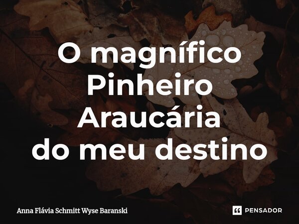 ⁠O magnífico Pinheiro Araucária do meu destino... Frase de Anna Flávia Schmitt Wyse Baranski.