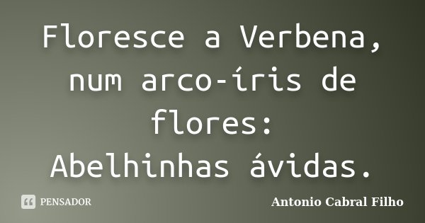 Floresce a Verbena, num arco-íris de flores: Abelhinhas ávidas.... Frase de Antonio Cabral Filho.
