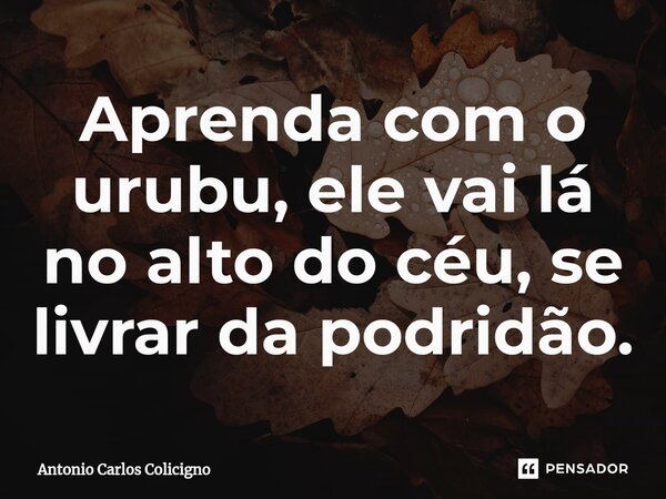 Aprenda com o urubu, ele vai lá no alto do céu, se livrar da podridão.⁠... Frase de Antonio Carlos Colicigno.