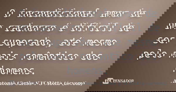 O incondicional amor de um cachorro é difícil de ser superado, até mesmo pelo mais romântico dos homens.... Frase de Antonio Carlos V O Motta (acvom).