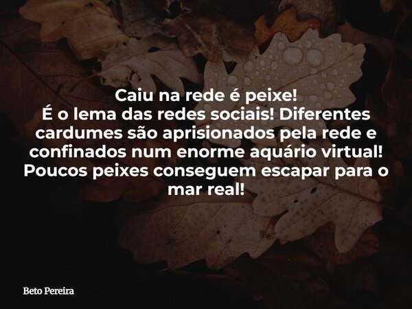 Caiu na rede é peixe! É o lema das redes sociais! Diferentes cardumes são aprisionados pela rede e confinados num enorme aquário virtual! Poucos peixes consegue... Frase de Beto Pereira.