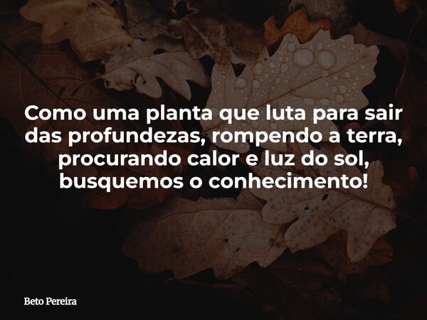 Como uma planta que luta para sair das profundezas, rompendo a terra, procurando calor e luz do sol, busquemos o conhecimento!... Frase de Beto Pereira.