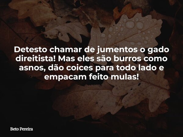 Detesto chamar de jumentos o gado direitista! Mas eles são burros como asnos, dão coices para todo lado e empacam feito mulas!⁠... Frase de Beto Pereira.