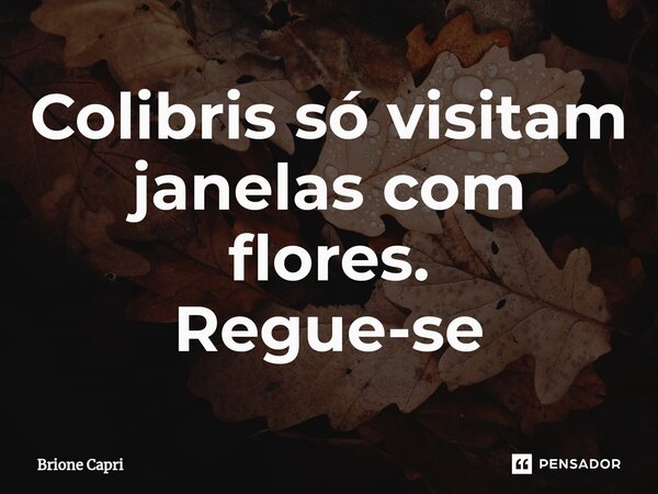 ⁠Colibris só visitam janelas com flores. Regue-se... Frase de Brione Capri.