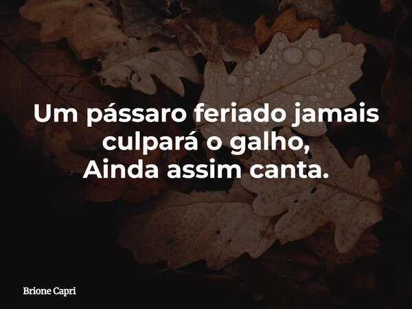 Um pássaro feriado jamais culpará o galho, Ainda assim canta.... Frase de Brione Capri.