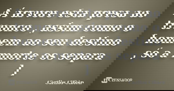 A árvore esta presa ao tronco , assim como o homem ao seu destino , só a morte os separa ]... Frase de Carllos Cibien.