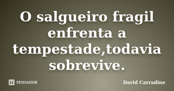 O salgueiro fragil enfrenta a tempestade,todavia sobrevive.... Frase de David Carradine.