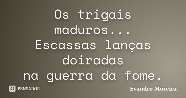 Os trigais maduros...
Escassas lanças doiradas
na guerra da fome.... Frase de Evandro Moreira.