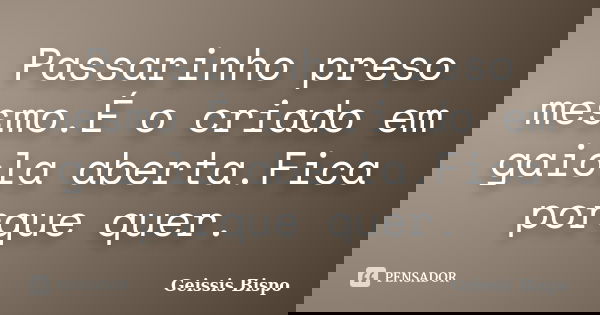 Passarinho preso mesmo.É o criado em gaiola aberta.Fica porque quer.... Frase de Geissis Bispo.
