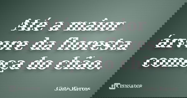 Até a maior árvore da floresta começa do chão.... Frase de Guto Barros.