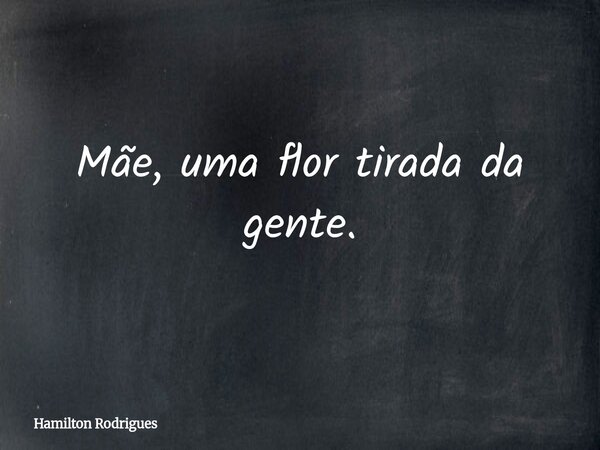 Mãe, uma flor tirada da gente.... Frase de Hamilton Rodrigues.
