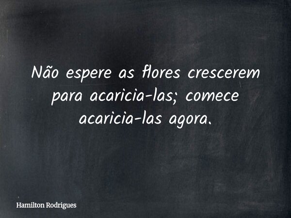 Não espere as flores crescerem para acaricia-las; comece acaricia-las agora.... Frase de Hamilton Rodrigues.