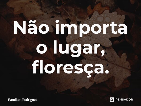 Não importa o lugar, floresça.⁠... Frase de Hamilton Rodrigues.