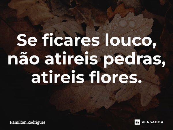 ⁠Se ficares louco, não atireis pedras, atireis flores.... Frase de Hamilton Rodrigues.
