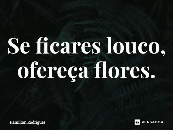 Se ficares louco, ofereça flores.⁠... Frase de Hamilton Rodrigues.
