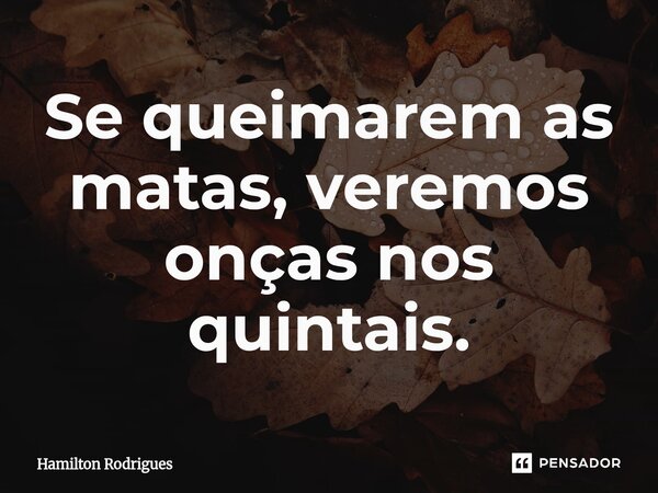 ⁠Se queimarem as matas, veremos onças nos quintais.... Frase de Hamilton Rodrigues.