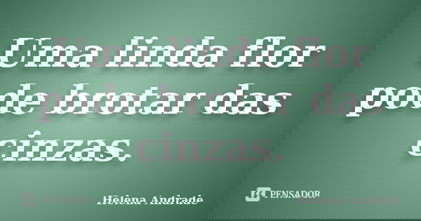 Uma linda flor pode brotar das cinzas.... Frase de Helena Andrade.