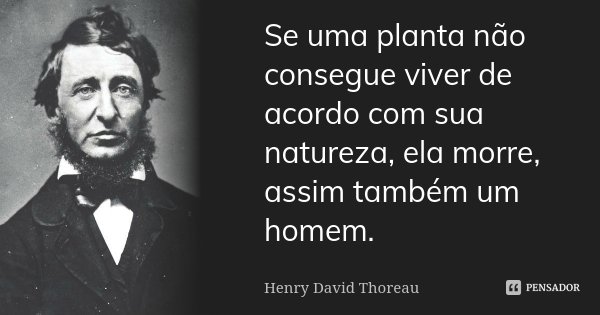 Se uma planta não consegue viver de acordo com sua natureza, ela morre, assim também um homem.... Frase de Henry David Thoreau.