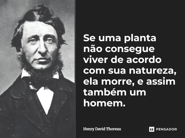 Se uma planta não consegue viver de acordo com sua natureza, ela morre, e assim também um homem.... Frase de Henry David Thoreau.