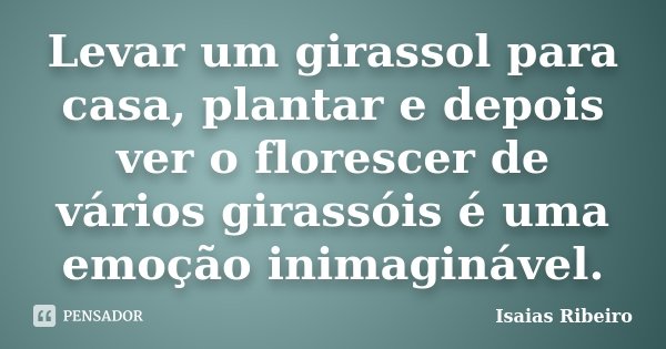 Levar um girassol para casa, plantar e depois ver o florescer de vários girassóis é uma emoção inimaginável.... Frase de Isaías Ribeiro.
