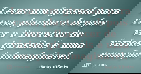 Levar um girassol para casa, plantar e depois ver o florescer de vários girassóis é uma emoção inimaginável.... Frase de Isaías Ribeiro.