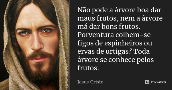 Não pode a árvore boa dar maus frutos, nem a árvore má dar bons frutos. Porventura colhem-se figos de espinheiros ou ervas de urtigas? Toda árvore se conhece pe... Frase de Jesus Cristo.