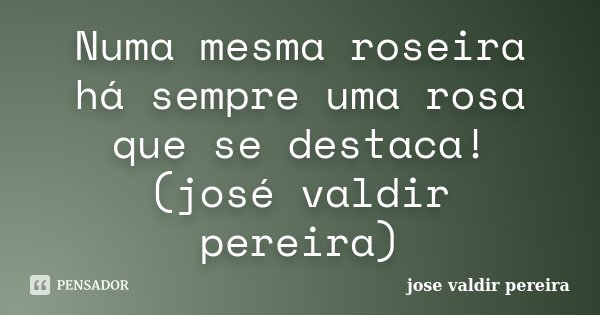 Numa mesma roseira há sempre uma rosa que se destaca! (josé valdir pereira)... Frase de jose valdir pereira.