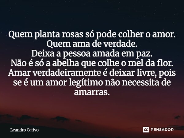 Quem planta rosas só pode colher o amor. Quem ama de verdade. Deixa a pessoa amada em paz. Não é só a abelha que colhe o mel da flor. Amar verdadeiramente é de... Frase de Leandro Cativo.