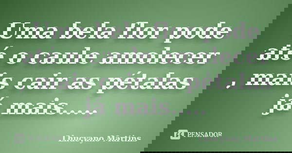 Uma bela flor pode até o caule amolecer , mais cair as pétalas já mais........ Frase de Lhucyano Martins.