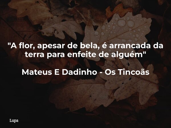 "A flor, apesar de bela, é arrancada da terra para enfeite de alguém" Mateus E Dadinho - Os Tincoãs... Frase de Lupa.
