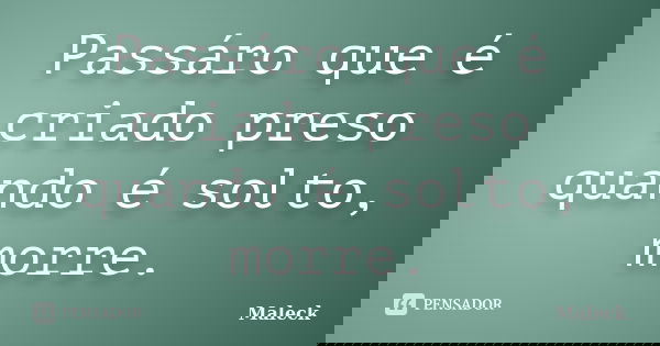 Passáro que é criado preso quando é solto, morre.... Frase de Maleck.