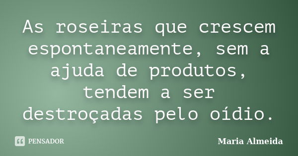 As roseiras que crescem espontaneamente, sem a ajuda de produtos, tendem a ser destroçadas pelo oídio.... Frase de Maria Almeida.