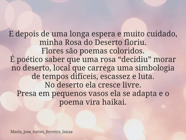 E depois de uma longa espera e muito cuidado, minha Rosa do Deserto floriu. Flores são poemas coloridos. É poético saber que uma rosa “decidiu” morar no deserto... Frase de maria_jose_torres_ferreira_lanza.