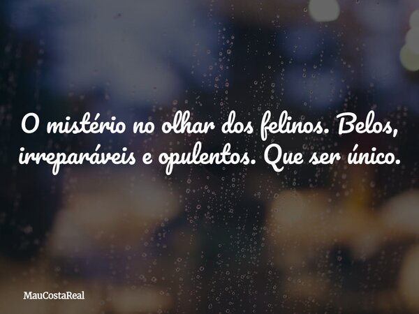 O mistério no olhar dos felinos. Belos, irreparáveis e opulentos. Que ser único.... Frase de MauCostaReal.