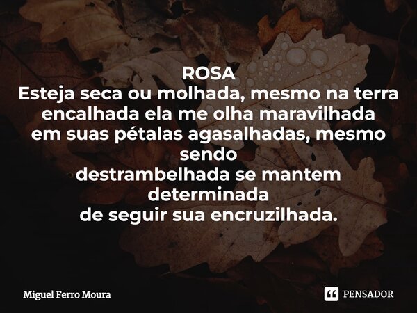 ROSA Esteja seca ou molhada, mesmo na terra encalhada ela me olha maravilhada em suas pétalas agasalhadas, mesmo sendo destrambelhada se mantem determinada de s... Frase de Miguel Ferro Moura.