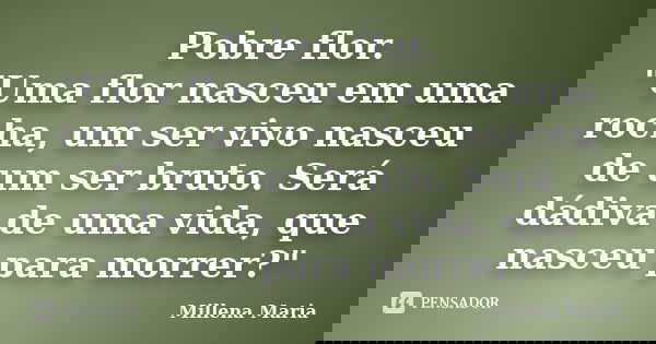 Pobre flor. "Uma flor nasceu em uma rocha, um ser vivo nasceu de um ser bruto. Será dádiva de uma vida, que nasceu para morrer?"... Frase de Millena Maria.