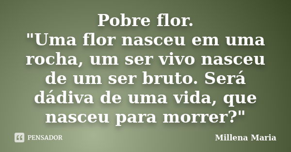 Pobre flor. "Uma flor nasceu em uma rocha, um ser vivo nasceu de um ser bruto. Será dádiva de uma vida, que nasceu para morrer?"... Frase de Millena Maria.