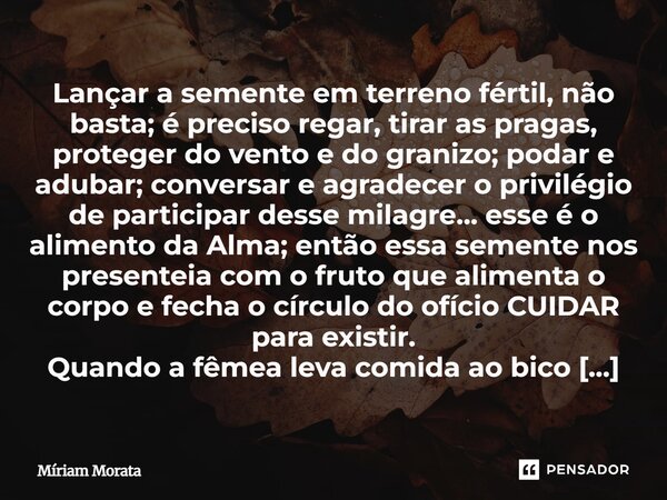 ⁠Lançar a semente em terreno fértil, não basta; é preciso regar, tirar as pragas, proteger do vento e do granizo; podar e adubar; conversar e agradecer o privil... Frase de Míriam Morata.