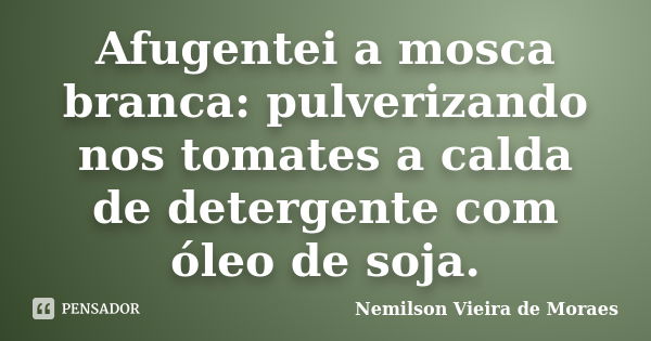 Afugentei a mosca branca: pulverizando nos tomates a calda de detergente com óleo de soja.... Frase de nemilson Vieira de Moraes.